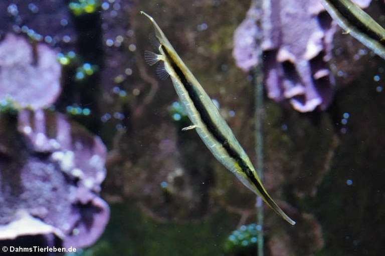 Aeoliscus strigatus