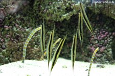  Gestreifte Schnepfenmesserfische (Aeoliscus strigatus) im Kölner Zoo 