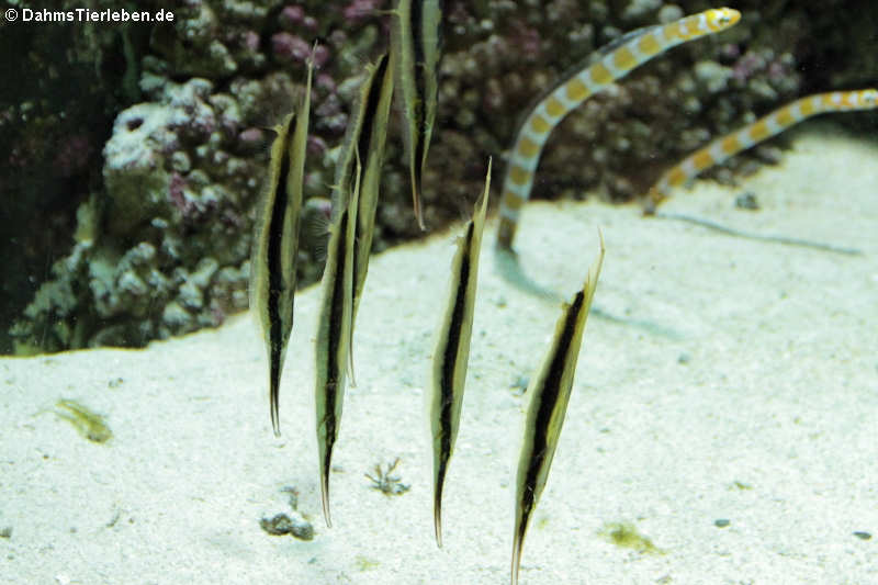 Gestreifte Schnepfenmesserfische (Aeoliscus strigatus)