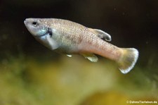 Vielschuppiger Grundkärpfling (Allodontichthys polylepis) im Kölner Zoo