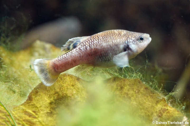 Vielschuppiger Grundkärpfling (Allodontichthys polylepis)