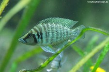 Perlhuhnbarsch (Altolamprologus calvus) im Kölner Zoo