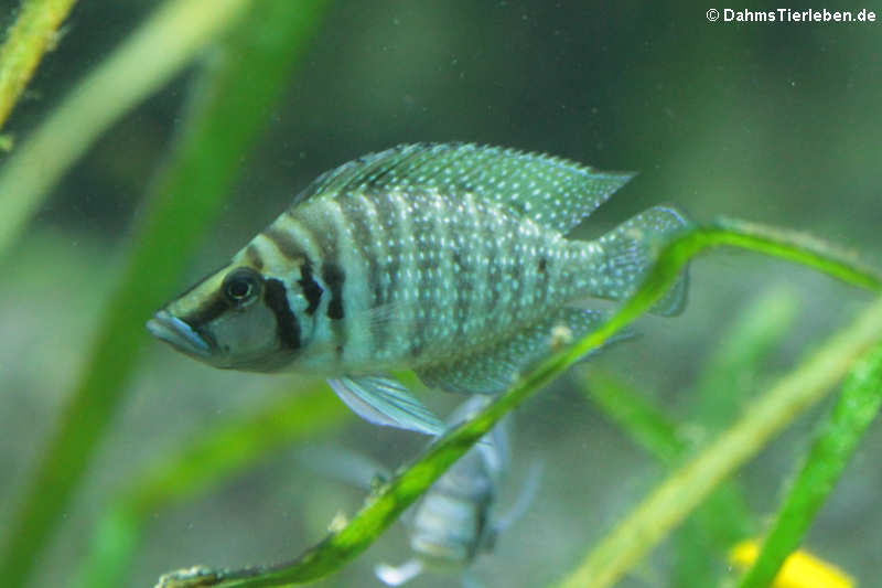 Altolamprologus calvus