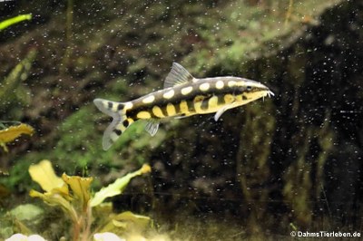 Schachbrettschmerle (Ambastaia sidthimunki)
