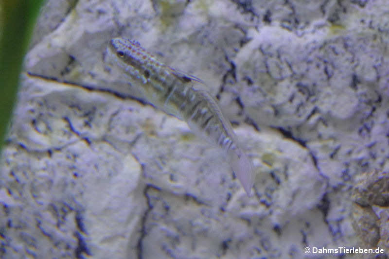 Braunstreifengrundel Amblygobius phalaena-1