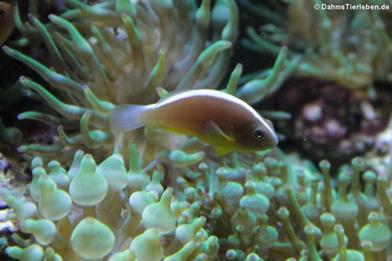 Amphiprion akallopisos