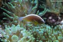 Amphiprion akallopisos