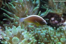 Weißrücken-Anemonenfisch (Amphiprion akallopisos) im Kölner Zoo