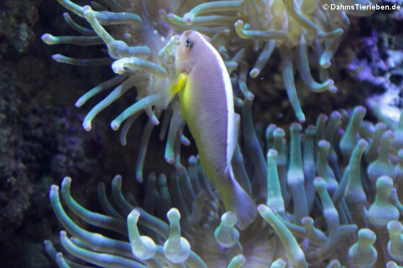 Weißrücken-Anemonenfisch (Amphiprion akallopisos)