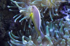 Weißrücken-Anemonenfisch (Amphiprion akallopisos) im Kölner Zoo