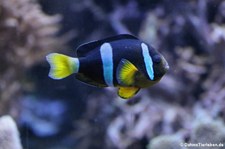 Clarks Anemonenfisch (Amphiprion clarkii) im Kölner Zoo