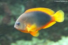 Glühkohlen-Anemonenfisch (Amphiprion ephippium) im Kölner Zoo