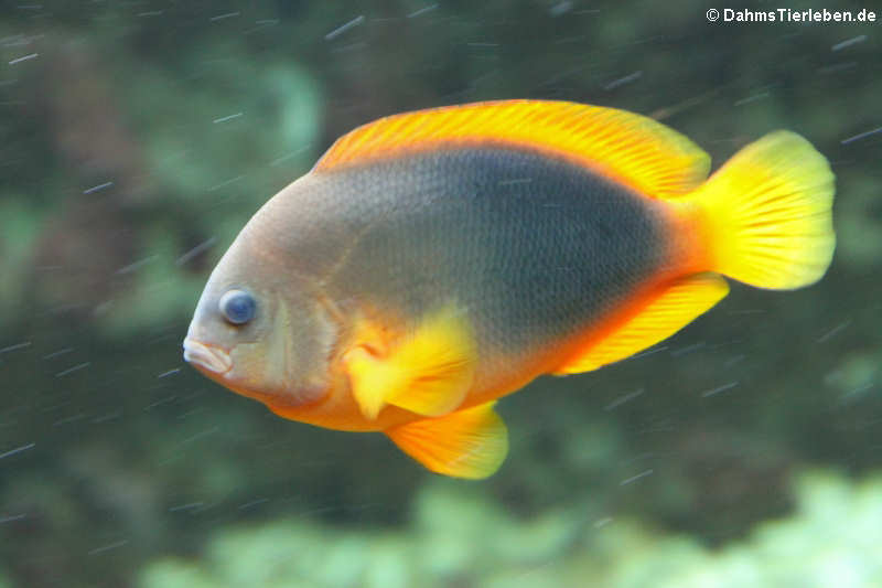 Glühkohlen-Anemonenfisch (Amphiprion ephippium)