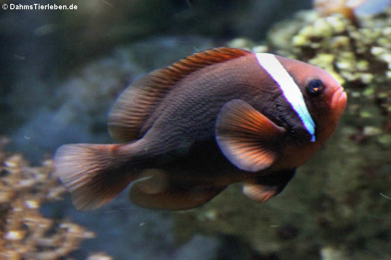 Weißbinden-Anemonenfisch (Amphiprion frenatus)