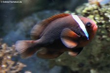 Weißbinden-Anemonenfisch (Amphiprion frenatus) im Kölner Zoo