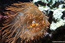 Amphiprion ocellaris