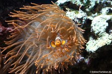 Orangeringelfisch (Amphiprion ocellaris) im Kölner Zoo