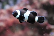 Orangeringelfisch, schwarze Farbvariante (Amphiprion ocellaris) im Kölner Zoo