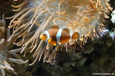 Orangeringelfisch (Amphiprion ocellaris) im Kölner Zoo