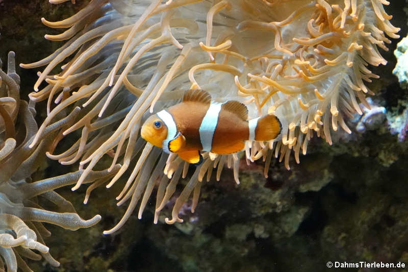 Orangeringelfisch (Amphiprion ocellaris)