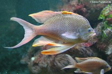 Mittelmeer-Fahnenbarsch (Anthias anthias) im Kölner Zoo