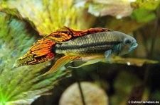 Kakadu-Zwergbuntbarsch (Apistogramma cacatuoides) im Kölner Zoo