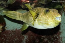 Weißflecken-Kugelfisch (Arothron hispidus) im Kölner Zoo