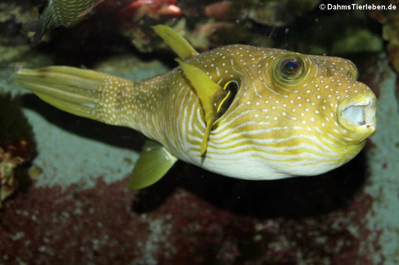 Weißflecken-Kugelfisch Arothron hispidus-2