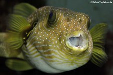 Weißflecken-Kugelfisch (Arothron hispidus) im Kölner Zoo