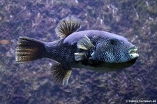 Landkarten-Kugelfisch (Arothron mappa) im Kölner Zoo