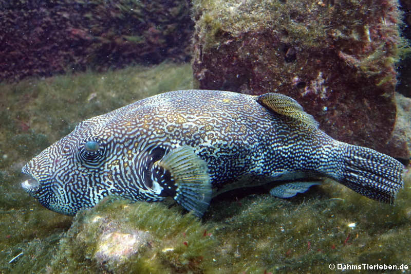 Landkarten-Kugelfisch Arothron mappa-3