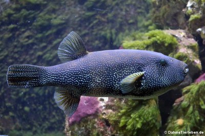 >Landkarten-Kugelfisch (Arothron mappa)