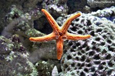 Gemeiner Seestern (Asterias rubens) im Kölner Zoo