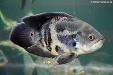 Pfauenaugen-Buntbarsch (Astronotus ocellatus) im Kölner Zoo