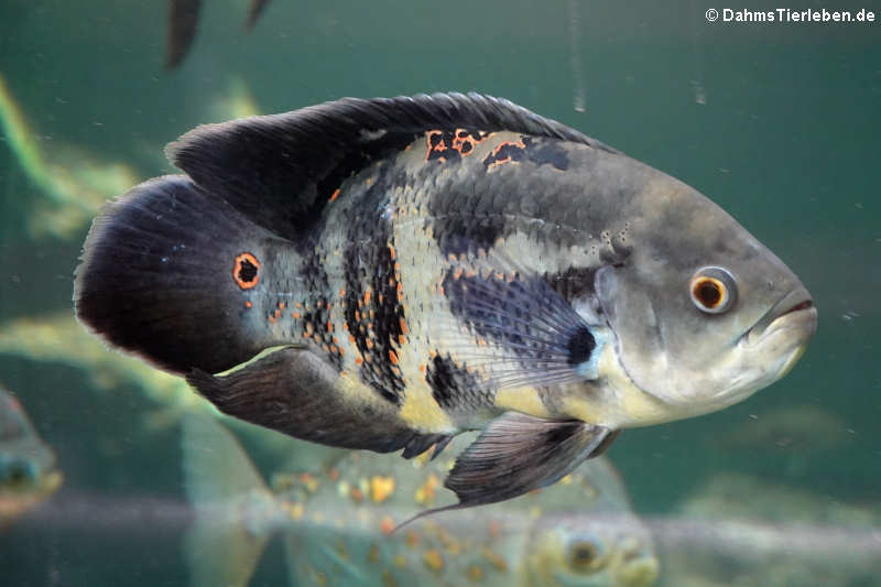 Pfauenaugen-Buntbarsch (Astronotus ocellatus)