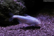 Blinder Höhlensalmler (Astyanax jordani) im Kölner Zoo