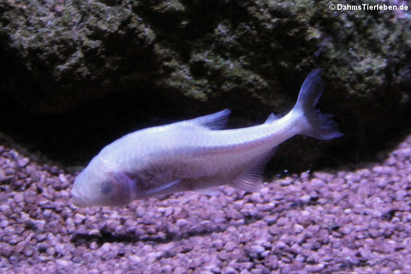 Blinder Höhlensalmler Astyanax jordani-1
