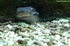 Korallen-Katzenhai (Atelomycterus marmoratus) im Kölner Zoo