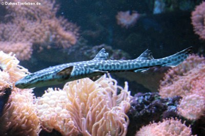 Korallen-Katzenhai (Atelomycterus marmoratus)