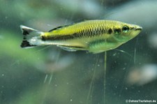 weiblicher Madagaskar-Ährenfisch (Bedotia madagascariensis) im Kölner Zoo