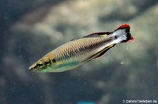 männlicher Madagaskar-Ährenfisch (Bedotia madagascariensis) im Kölner Zoo