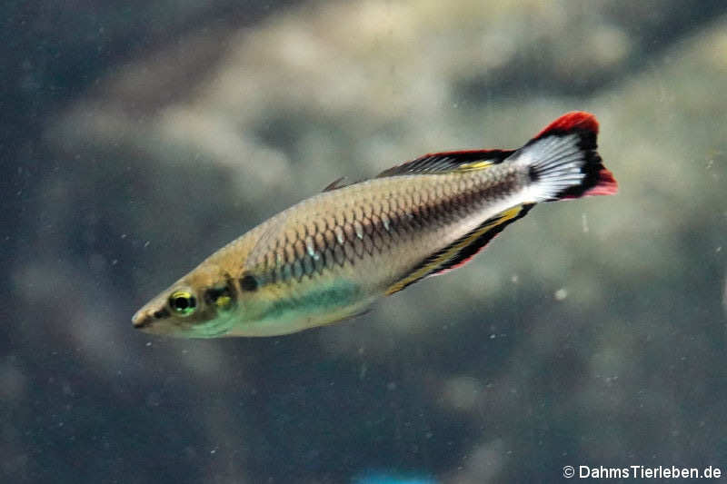 männlicher Madagaskar-Ährenfisch (Bedotia madagascariensis)