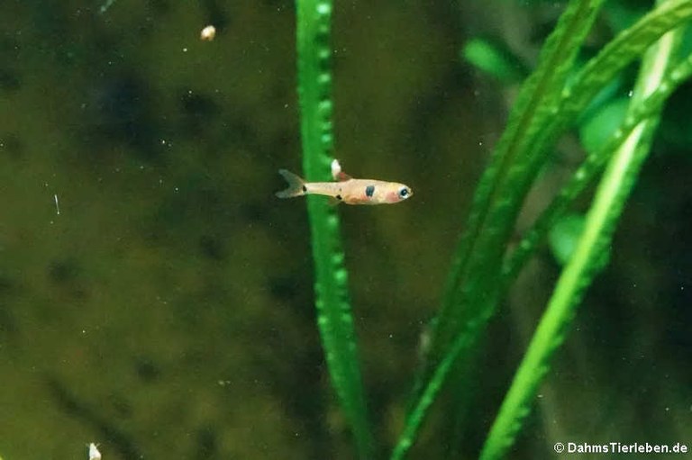 Boraras maculatus