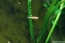 Zwergbärbling (Boraras maculatus) im Kölner Zoo