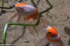 Shubunkin (Carassius auratus f. domestica) im Kölner Zoo