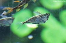 Marmorierter Beilbauchfisch (Carnegiella strigata) im Kölner Zoo