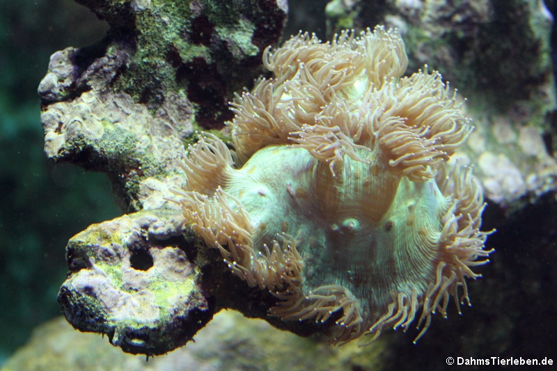 Wunderkoralle Catalaphyllia jardinei-1