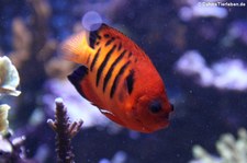 Flammen-Zwergkaiserfisch (Centropyge loricula) im Kölner Zoo