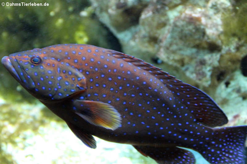 Pfauen-Zackenbarsch (Cephalopholis argus)