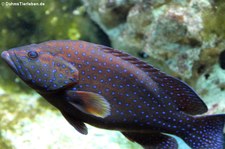 Pfauen-Zackenbarsch (Cephalopholis argus) im Kölner Zoo